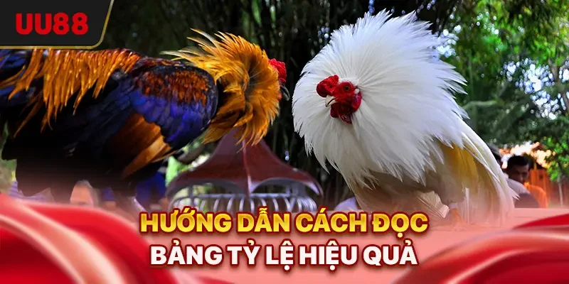 Cách Đọc Kèo Đá Gà Chuẩn Như Cao Thủ Top Trong Năm 2025 3 Hướng dẫn cách đọc bảng tỷ lệ hiệu quả