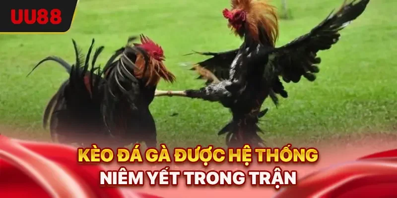 Cách Đọc Kèo Đá Gà Chuẩn Như Cao Thủ Top Trong Năm 2025 1 Kèo đá gà được hệ thống niêm yết trong trận