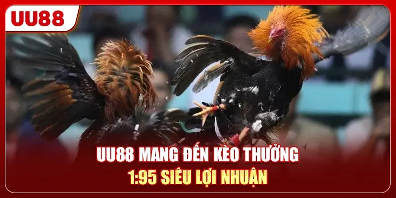 Đá Gà Myanmar - 100+ Trận Đấu Nảy Lửa Trực Tiếp 24/7 2 UU88 mang đến kèo thưởng 1:95 siêu lợi nhuận