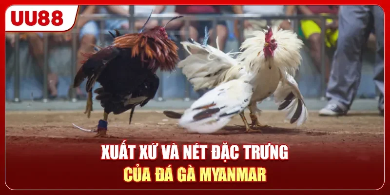Đá Gà Myanmar - 100+ Trận Đấu Nảy Lửa Trực Tiếp 24/7 1 Xuất xứ và nét đặc trưng của đá gà Myanmar